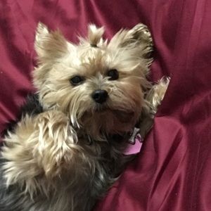 Meet your Posher, Preeti